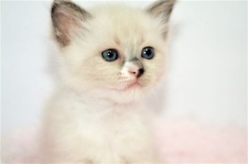 ラグドール【宮城県・女の子・2019年6月15日・ブルーポイント】の写真「こちらの子は女の子でした！！」