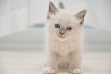 ラグドール【宮城県・男の子・2020年3月1日・ブルーポイントミテッド】の写真「ラグドール子猫、直ぐにお迎え可能な子は残り2頭です」