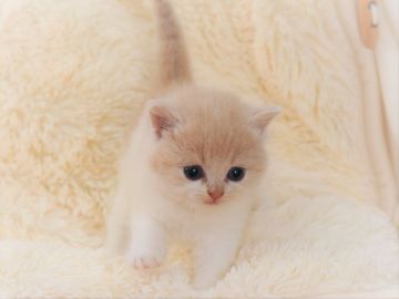 スコティッシュフォールド(立ち耳)【宮城県・女の子・2018年8月25日・クリーム&ホワイト（ショート）】の写真「性格120% 甘えっ子です🐱」