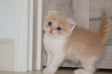 スコティッシュフォールド(折れ耳)【宮城県・女の子・2019年8月18日・クリームタビー（ショート）】の写真「少し華奢な女の子」