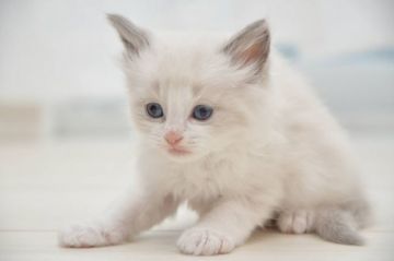 ラグドール【宮城県・男の子・2020年3月1日・ブルーポイントバイカラー】の写真「モフモフおっとりさん」