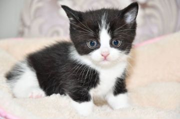 マンチカン(短足)【宮城県・男の子・2022年3月5日・ブラック&ホワイト（ショート）】の写真「マンチカンとブリティッシュのいいとこどりです♡」