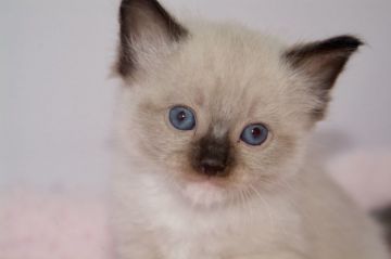 ラグドール【宮城県・男の子・2019年6月12日・シールポイントミテッド】の写真「イケメン君です★」