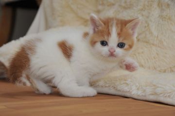 スコティッシュフォールド(立ち耳)【宮城県・女の子・2019年2月5日・レッドタビーホワイト（ショート）】の写真「甘えっ子です♫」