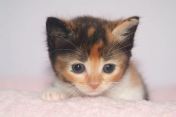 スコティッシュフォールド(立ち耳)【宮城県・女の子・2019年4月22日・キャリコ（ショート）】の写真「ほっかぶりを被っているみたい笑」