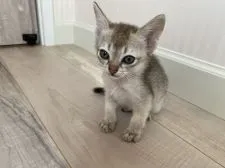 シンガプーラ【宮城県・男の子・2021年4月24日・セピアアグーチ】の写真1