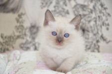 シャム サイアミーズ の子猫を探す 専門ブリーダー直販の子猫販売 みんなの子猫ブリーダー シャム サイアミーズ の子猫を探す 専門ブリーダー直販の子猫販売 みんなの子猫ブリーダー