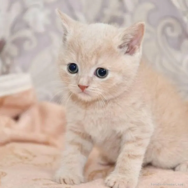 あべ 様のお迎えした子猫