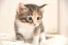 ノルウェージャンフォレストキャット【宮城県・女の子・2020年5月7日・ブラウンパッチドタビー&ホワイト】の写真5「手足も白いです⭐︎」