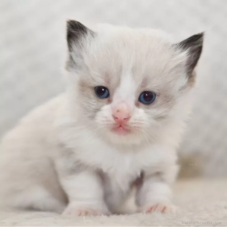 ID：2504-00004の子猫