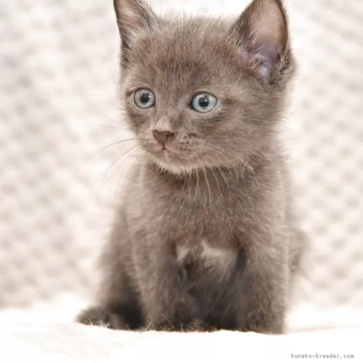 ID：2509-01024の子猫