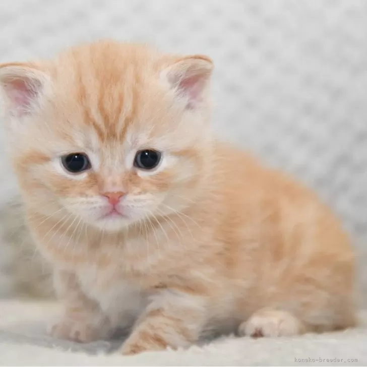 ID：2504-00002の子猫
