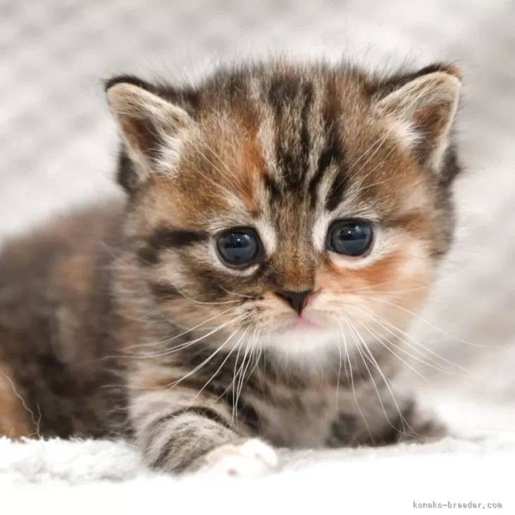 ID：2506-00573の子猫