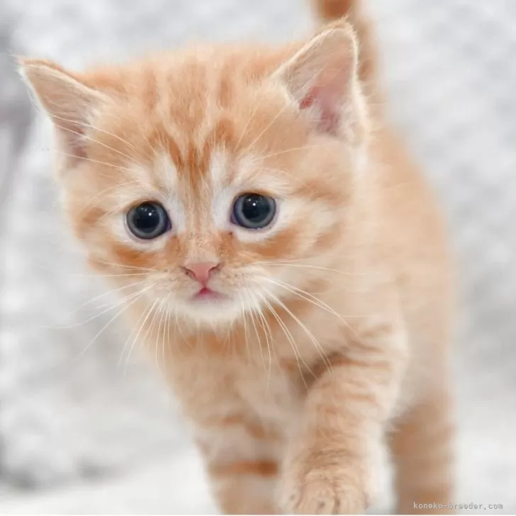 ID：2504-02484の子猫