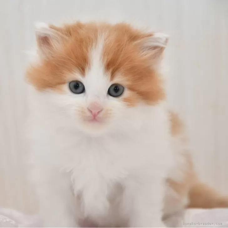 ID：2504-02003の子猫