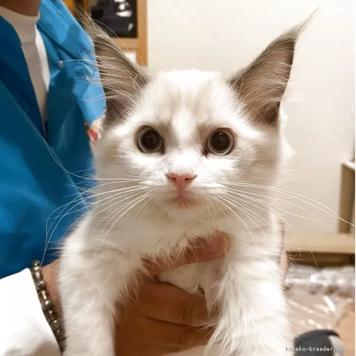 ID:2506-01730の子猫