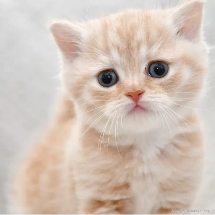 ID：2510-01369の子猫