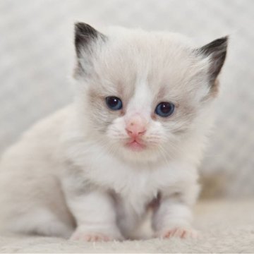 ラグドール【宮城県・男の子・2025年2月25日・シールポイントバイカラー（長毛）】の写真「ご飯もしっかり食べ、元気に成長中です。」