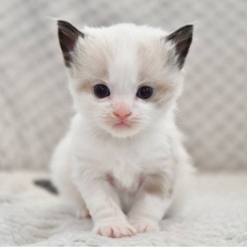 ラグドール【宮城県・男の子・2025年2月25日・シールポイントバイカラー（長毛）】の写真「ご飯もしっかり食べ、元気に成長中です。」