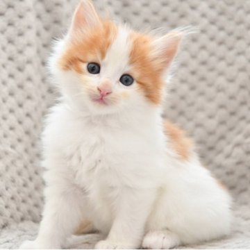 ノルウェージャンフォレストキャット【宮城県・男の子・2025年10月3日・クリーム&ホワイト（長毛）】の写真「可愛い子です♡」