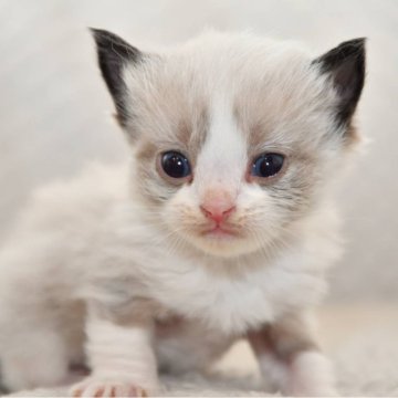 ラグドール【宮城県・男の子・2025年2月25日・シールポイントバイカラー（長毛）】の写真「まだまだ小さいですがとっても可愛い子です。」