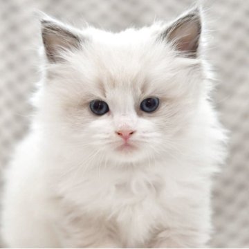 ラグドール【宮城県・女の子・2025年10月3日・ブルーリンクスポイントバイカラー（長毛）】の写真「お顔のはっきりした美人さん♡モコモコ可愛い子です。」