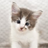 ノルウェージャンフォレストキャット