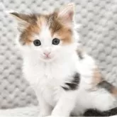 ノルウェージャンフォレストキャット