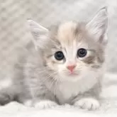 ノルウェージャンフォレストキャット