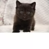 マンチカン(長足)【宮城県・男の子・2025年3月18日・ブラック】の写真1