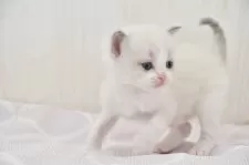 ラグドール【宮城県・男の子・2025年1月27日・ブルーポイントバイカラー】の写真3