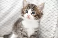 ノルウェージャンフォレストキャット【宮城県・男の子・2025年4月24日・ブラウンタビー&ホワイト】の写真3