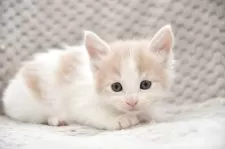 ノルウェージャンフォレストキャット【宮城県・男の子・2025年10月3日・クリーム&ホワイト】の写真3