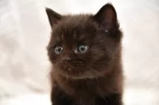 マンチカン(長足)【宮城県・男の子・2025年3月18日・ブラック】の写真4