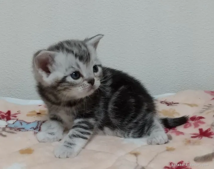 ID：2105-01165の子猫