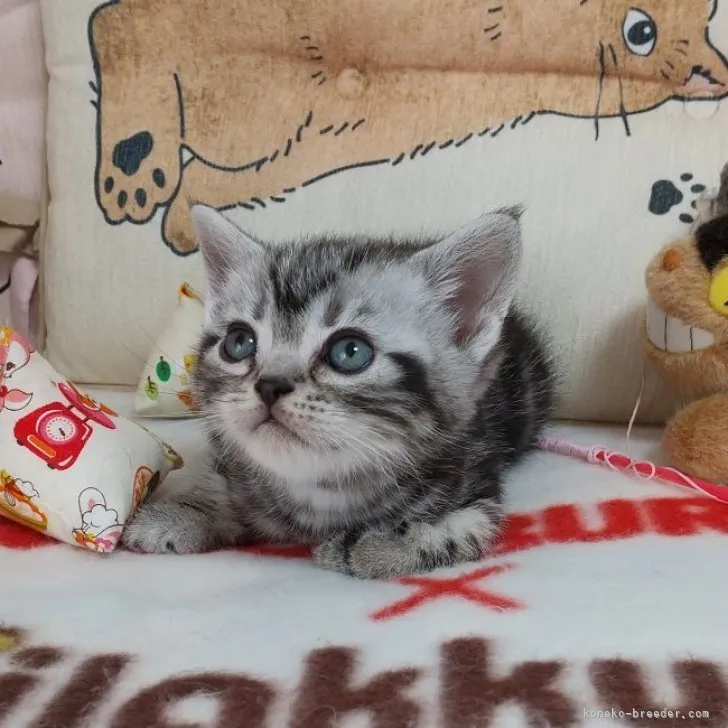 ID:2304-01691の子猫