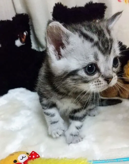 ID：2003-00166の子猫