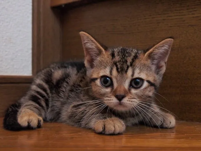 ID:1505-00362の子猫