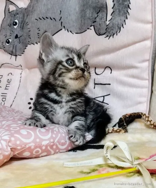 ID：2109-01245の子猫