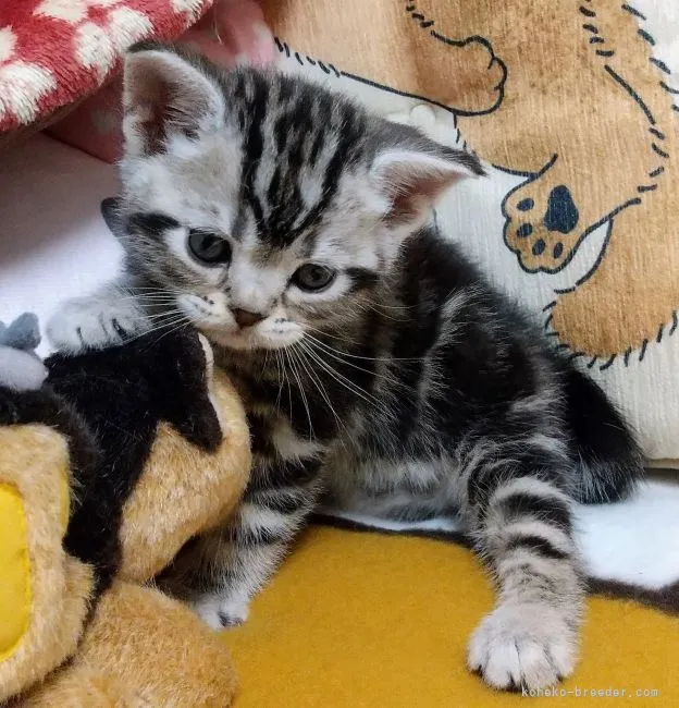 ID：2205-00068の子猫