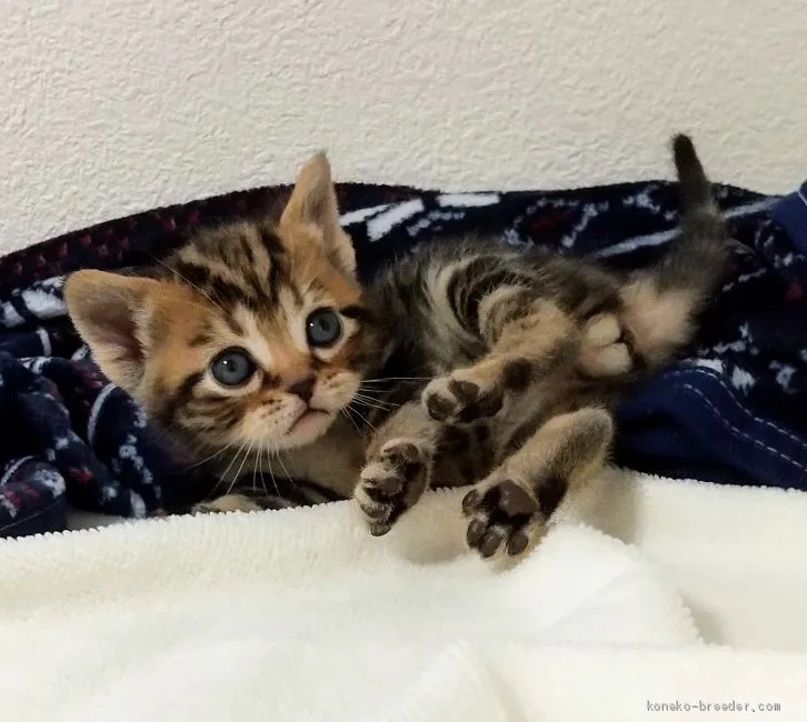 ID:2102-00448の子猫