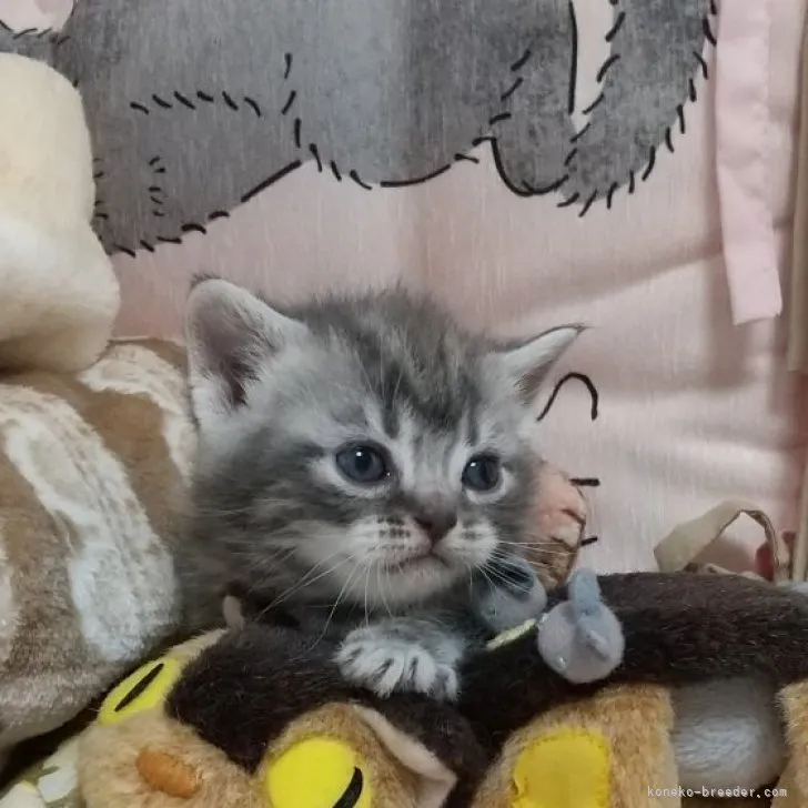 ID：2304-01978の子猫