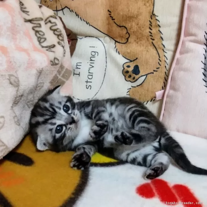 ID:2403-02348の子猫
