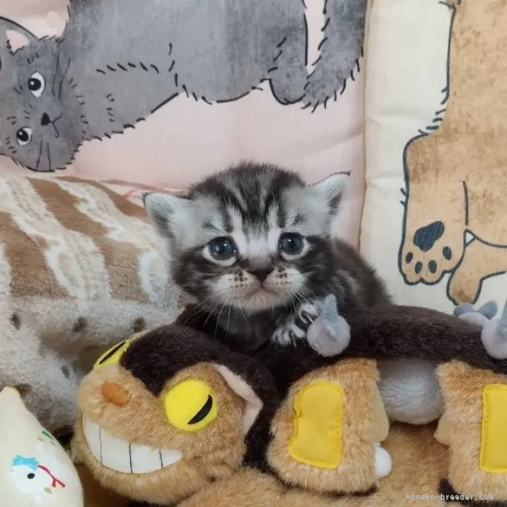 ID:2305-00458の子猫