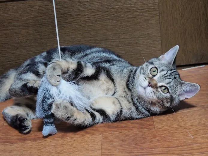 ID：1502-00144の子猫