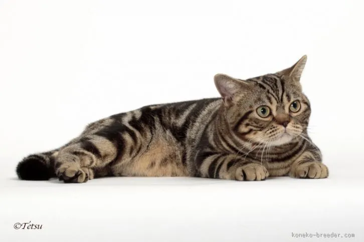 スーパパ 様のお迎えした子猫