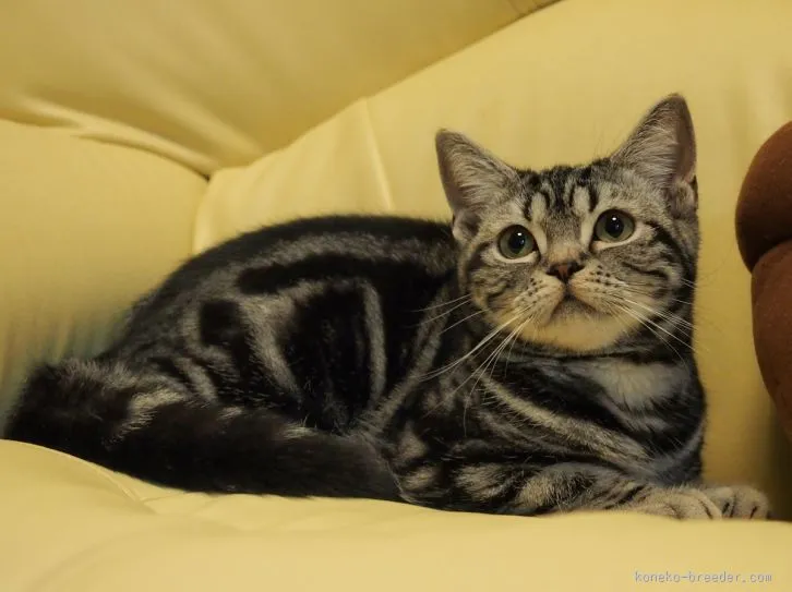 ID:1602-00105の子猫