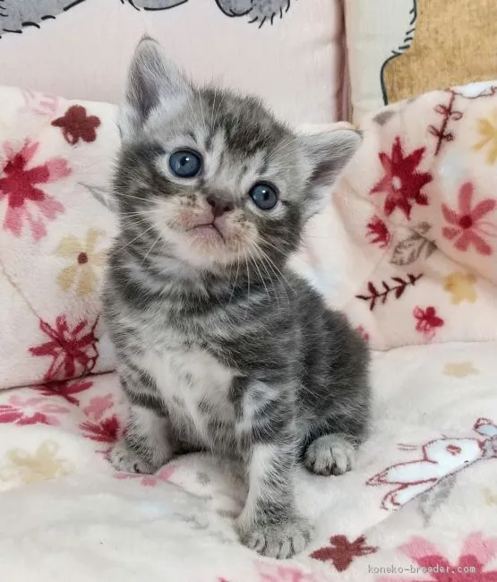 ID:2005-02208の子猫