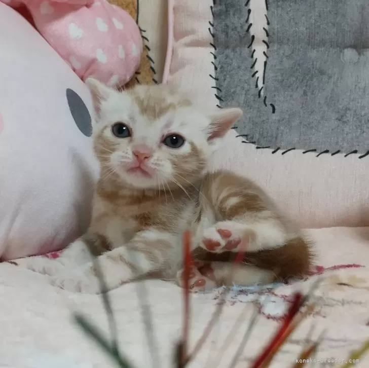 ID：2407-00145の子猫