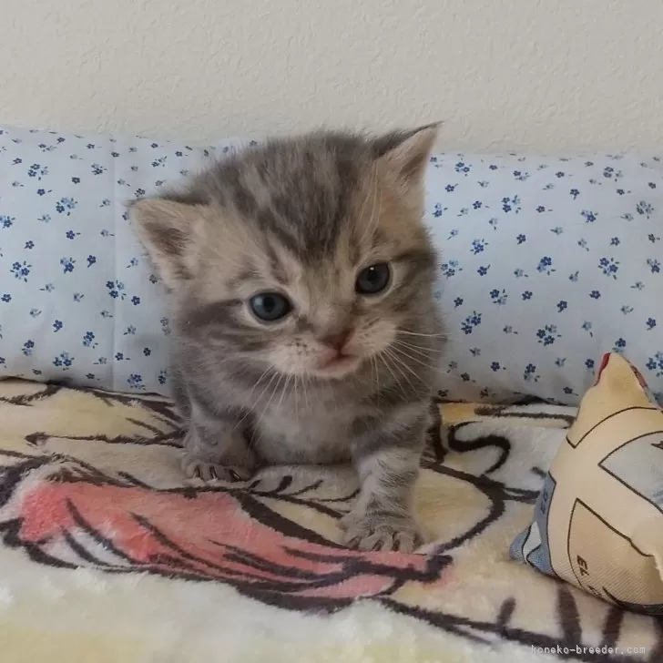 ID:2403-01062の子猫